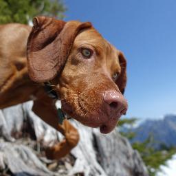 floydthevizsla Profile Picture