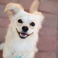 Tiffany & AnneBelle (@tiffthepup) 's Twitter Profile