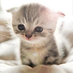 胸キュン 癒し動物 Twitter वर かわいい やさしい世界 あっ 地震 その時 身を挺して保護されたばかりの子猫を守る保護猫 カラパイア T Co Ijqqkbng7o
