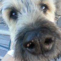 Associate Professor Suze Wilson (@suzewilsonnz) 's Twitter Profile