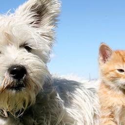 Where all the pets can find amusing and educational stuff about their people. Or the other way around. #Follow I'll #followback #dog #cat #horse #fish #animals
