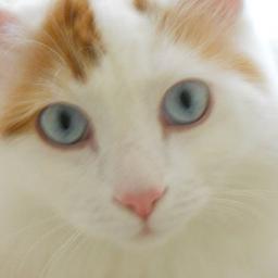 catnipaddict1's profile picture. 