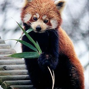 snowy_tanuki Profile Picture