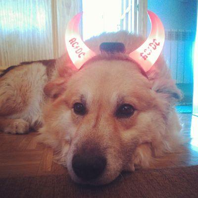 Bingo Guau Guau Feliz Dia Del Perro Sin Raza Pero Con Corazon Felizdiadelperrosinraza D