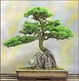 Bonsai everyday all day long!