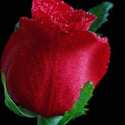 keniacardoso6's profile picture. a vida e um barato pobre que acha caro