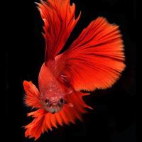 saud🇸🇦🇸🇦 (@abuladil) 's Twitter Profile