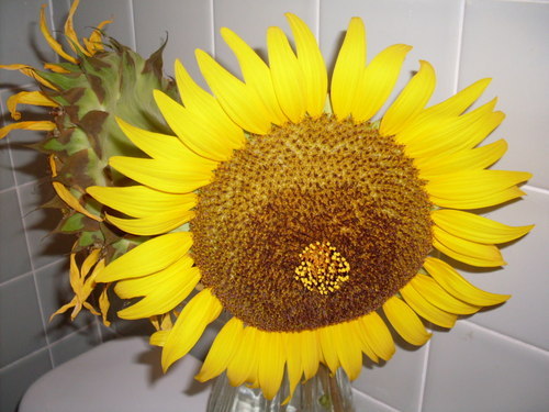 EmersonsGreen living