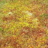 Irish Peat Society (@irishpeatsoc) 's Twitter Profile