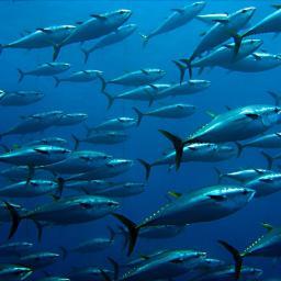 SeafoodJapanese's profile picture. 