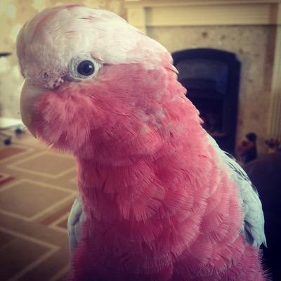 The life and adventures of Bibi the Galah Parrot!!! UK. More photos on her Instagram account @bibi_the_galah_parrot (just add the 't' at the end lol!). or blog