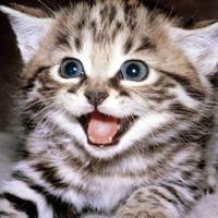 The Jared Wilcurt (@thejaredwilcurt) 's Twitter Profile Photo