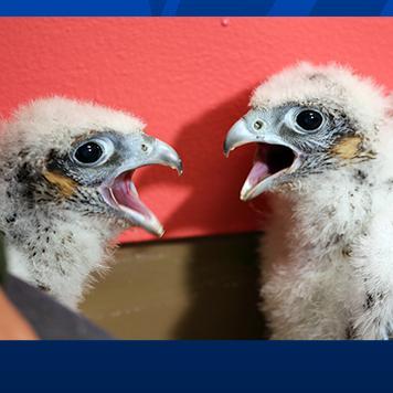 Watch live as UMass Lowell's resident peregrine falcons, our honorary River Hawks, hatch & raise their chicks atop Fox Hall: https://t.co/E9QUEtdEr6