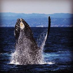 happyhumpback's profile picture. makes us happy if it makes the whales happy