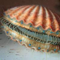CCE Marine Program (@backtothebays) 's Twitter Profile