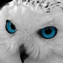 whiteowldev's profile picture. Unmanned aerial imagery for business solutions. I use this Twitter handle: @DroneFrontier