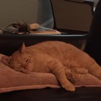 Maureen George (@mogeo822) 's Twitter Profile