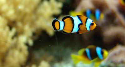 somiamahmoud4's profile picture. #joker #kazem #amr