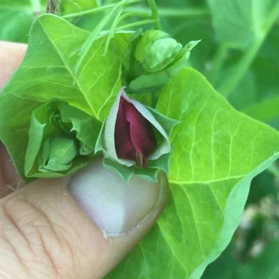 RogerHartwell's profile picture. gardener, fly fisher, home winemaker and many other random projects as I find them.