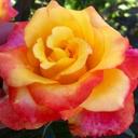 Yenny Chavier (@572aef617283457) Twitter