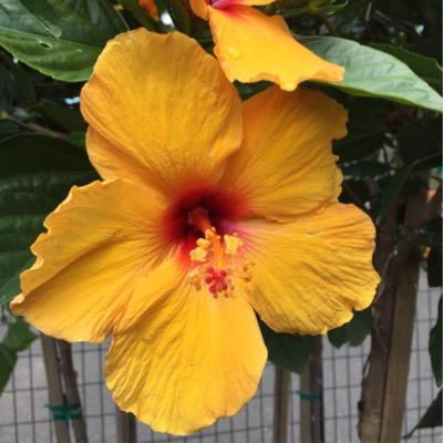 Acsteen's profile picture. BSD Computer Support Tech. I love what I'm gifted with and I use it to make a difference!