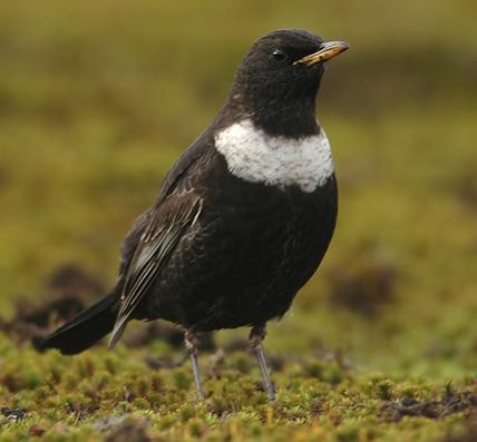 Yorkshire Dales Bird Guides - Guided walks for beginners & experts, Bird ID, Song & Calls. Conservation. Surveys & Action Plans.  Everything Birds