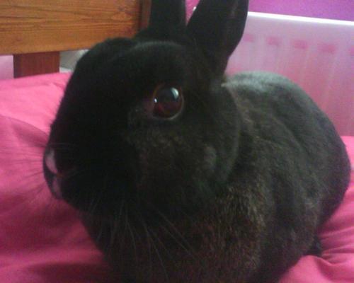 rachelrabbity's profile picture. 