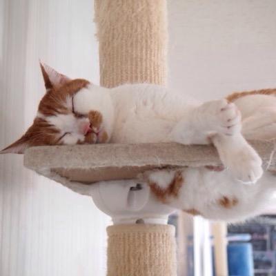 ハロー。アイコンは猫だけど飼ってるのはインコと魚。ゲンゴロウもいるよ。主にこどもたちとのできごとをつぶやいています。中1長男は中身がおじいちゃん。小5次男は超陽キャの体力おばけ。ハハはYUKIちゃんと掃除、スプラ3が好き。小さな会社のインハウスデザイナー?やってます。次男中受愚痴アカ→ @kitaeraretatori