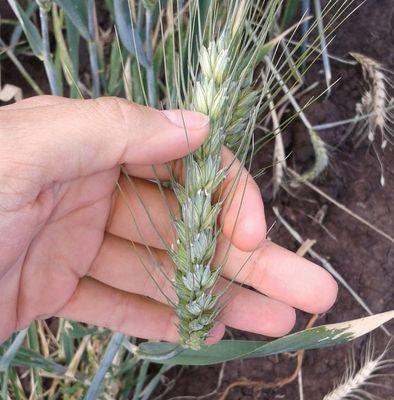 Agricultural science student at UQ. Honours research on wheat! 

En mi ultimo año de estudio de agropecuaria en mejoramiento de trigo.
Brisbane, Australia
