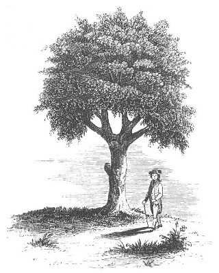 OldOakTreeFarm's profile picture. 