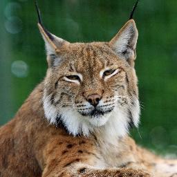 saaddjamel200's profile picture. 