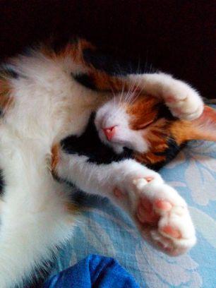 mitobin555's profile picture. 