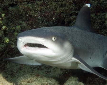 nharring's profile picture. Boat Captain, volunteer firefighter, scuba diver, some time private pilot and guitar picker. Retired Cyber Security guy.