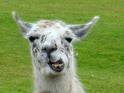 Mama Llama. Has an intense passion of llamas, tweets random facts of llama. PLEASE RETWEET! SPREAD INFO ON THESE PRECIOUS CREATURES! Will follow everyone back!