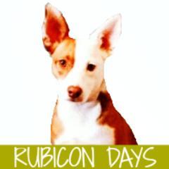 Dog blog starring The Ginger Sisters: RUBY the Border Jack & BOCA the Bahamian Potcake #rescuedogs #positivetraining #reactivedog #ratterrier #potcake