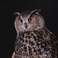 Ernst Dominik (@ernstdominik1) 's Twitter Profile