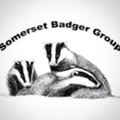 SomersetBadgers Profile Picture
