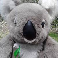 Kido the Koala (@kidokoala) 's Twitter Profile