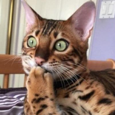 spintop12345's profile picture. 