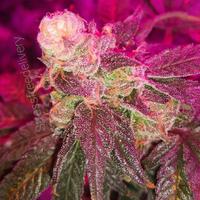 Stress Free Delivery (@stressfreemmj) 's Twitter Profile