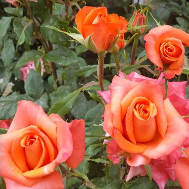 fadmlb164's profile picture. Freelancer- Investor-BM- Consultancy..