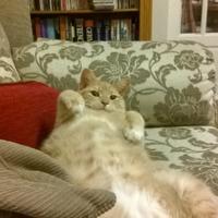 Sue Vaughan (@suevaughan19) 's Twitter Profile