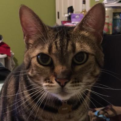 PumaTheBengal's profile picture. Meow. I like to ruin my human's (@xVanillaLace) day. Share in my shenanigans!