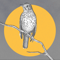 Root Music (@rootmusicjeremy) 's Twitter Profile