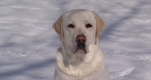 BuySaveEarn's profile picture. Do you currently shop online? Now you can Buy,Save and Earn,from the following stores: Dell,Macy's,Home Depot, Sears,Ebay,Victoria Secrets, etc. FREEmembership