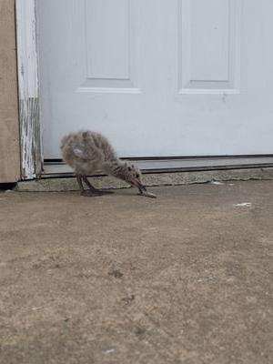 Hello my name is Morgan & I'm a baby seagull. I fell off a roof, but I didn't let that stop me.