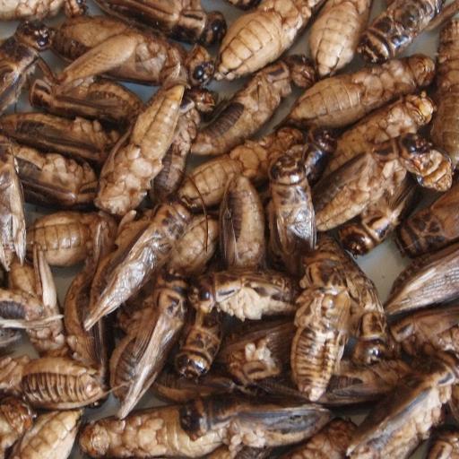 bugbitesuk's profile picture. Entomophagy and microfarming enthusiasts based in South West England. Founder of BugBitesUK.