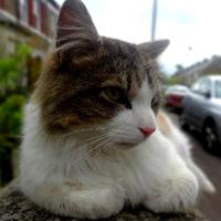 Cats of Oxford(@catsofoxford) 's Twitter Profile Photo