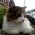 Cats of Oxford (@catsofoxford) Twitter profile photo