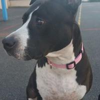 Chloe Stansfeld (@stansfeld) 's Twitter Profile